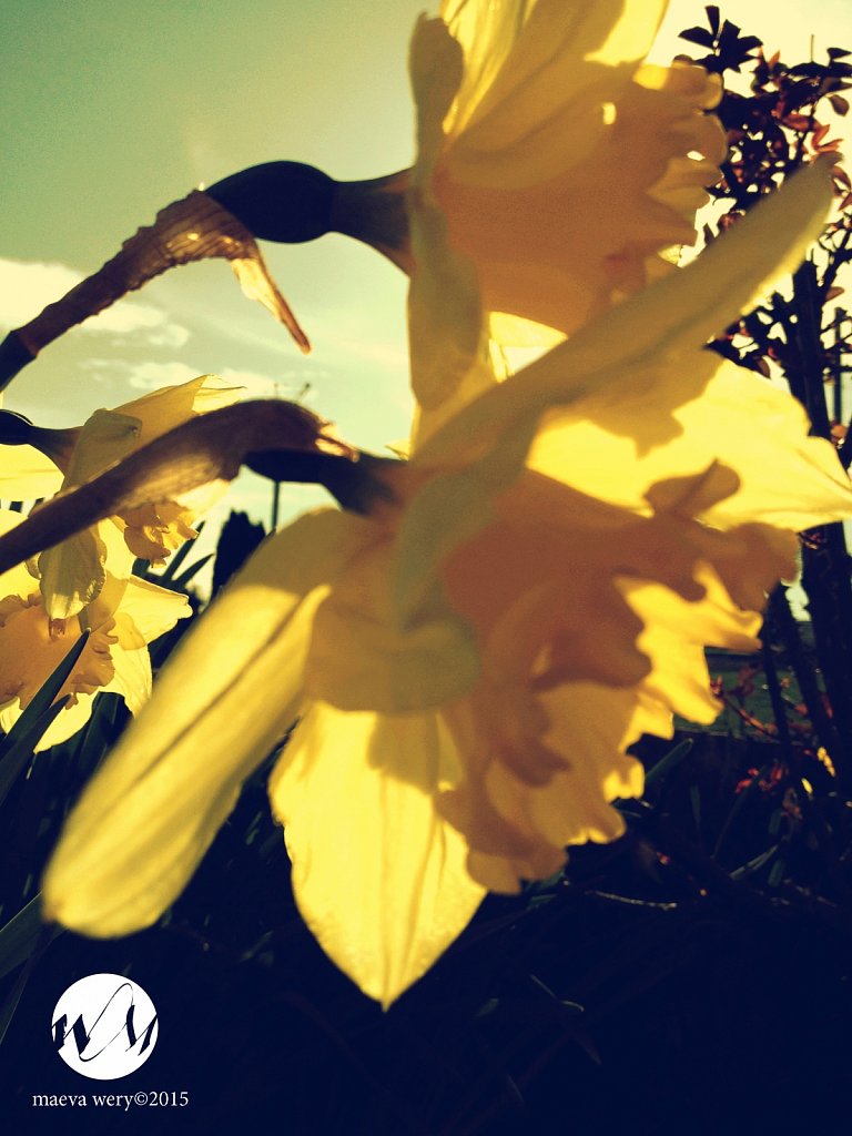 sunny flower